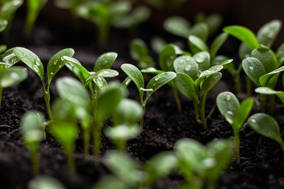 seedlings g1e826bcd2 640